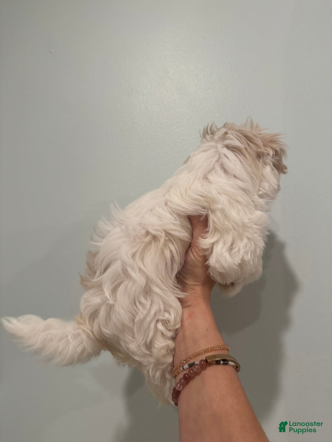 Maltese dogs for sale: Winter - Ad 2