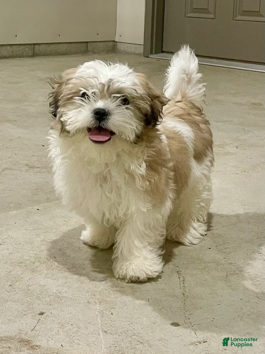 Teddy Bear dogs for sale: Lucy - Ad 2
