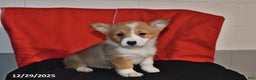 Welsh Corgi Pembroke dogs for sale: Crystal - Ad 1