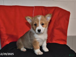 Welsh Corgi Pembroke dogs Crystal - Ad 25