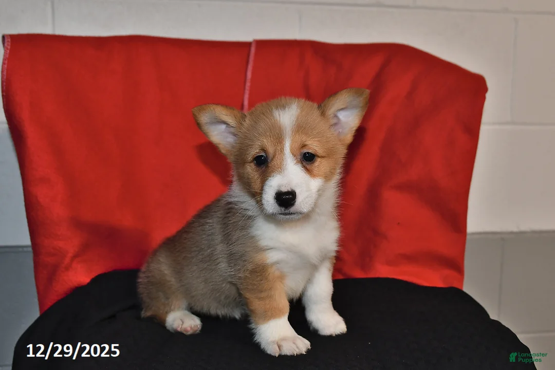 Welsh Corgi Pembroke dogs for sale: Crystal - Ad 1