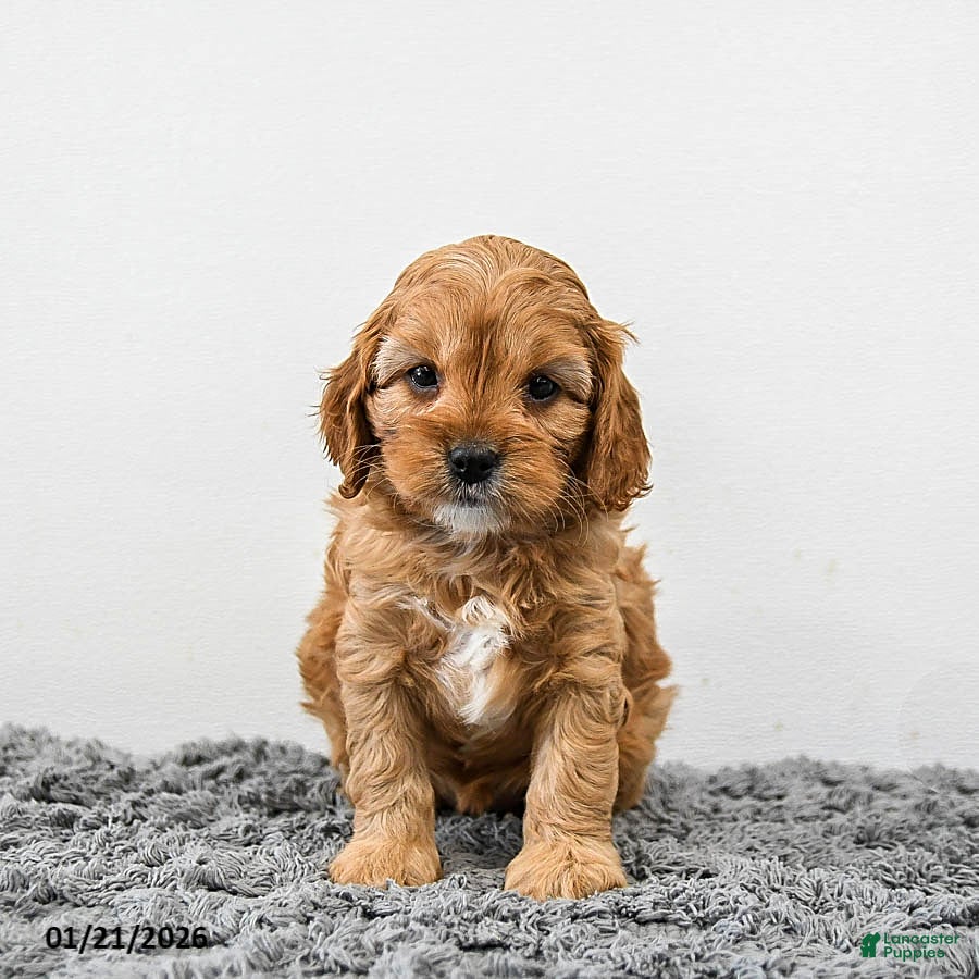 Cavapoo dogs Maple   - Ad 6
