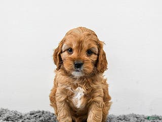 Cavapoo dogs Maple - Ad 6