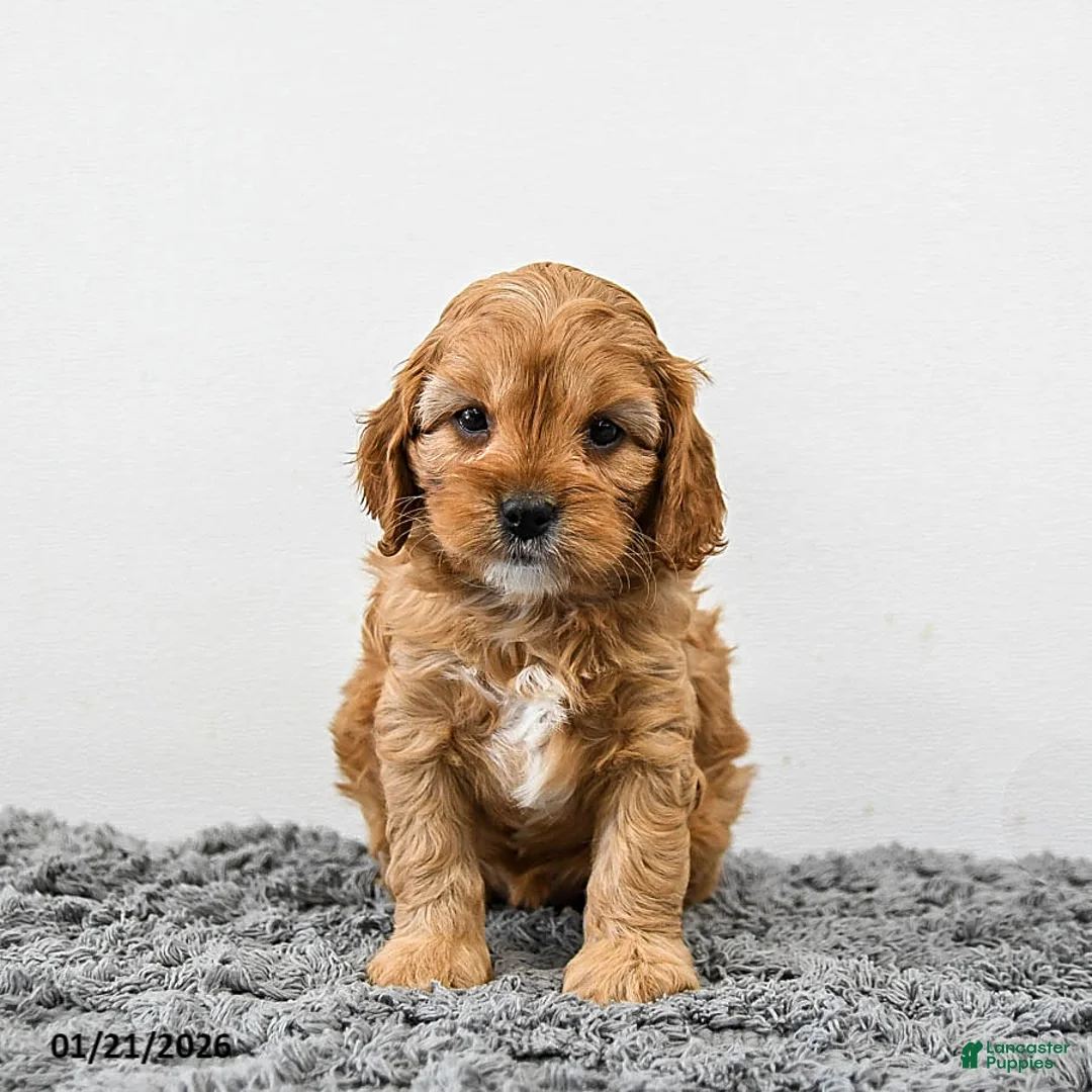 Cavapoo dogs for sale: Maple   - Ad 1