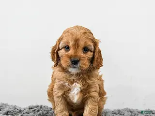 Cavapoo dogs Maple - Ad 18