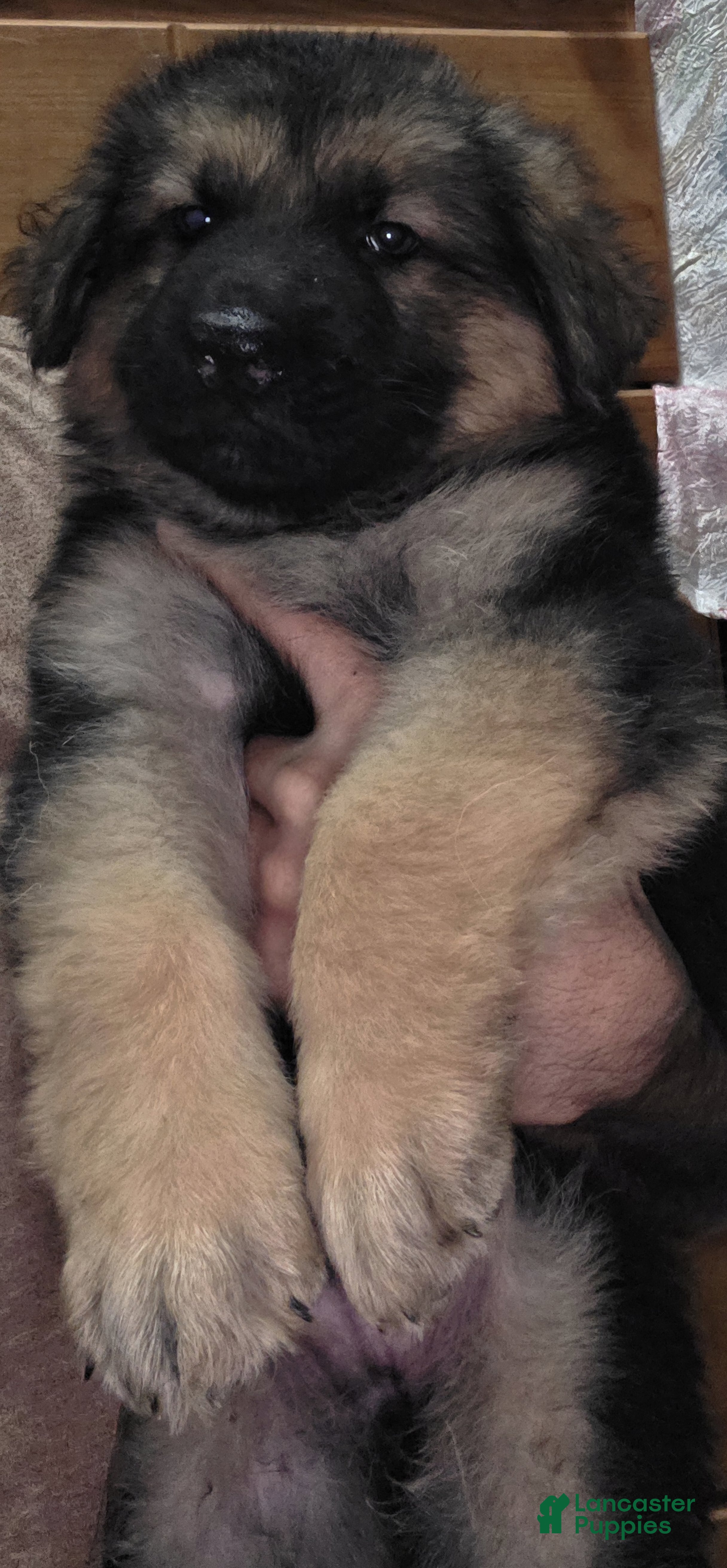 German Shepherd dogs Hulk (1) - Ad 10