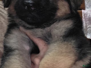 German Shepherd dogs Hulk (1) - Ad 10