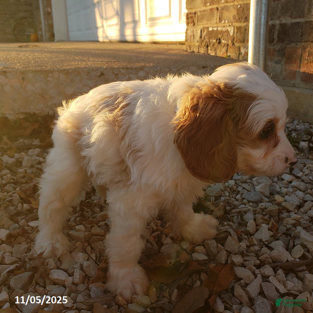 Cavapoo dogs for sale: Cody - Ad 5