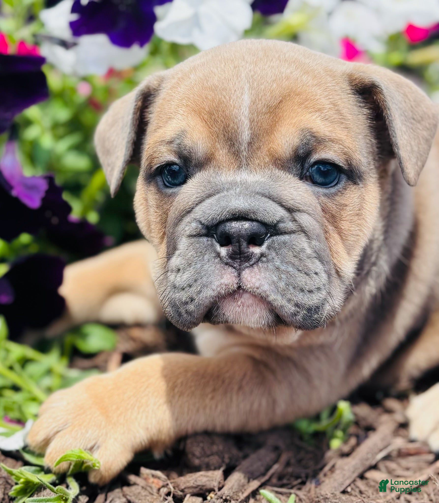 English Bulldog dogs Solo  - Ad 2