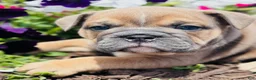 English Bulldog dogs for sale: Solo  - Ad 2