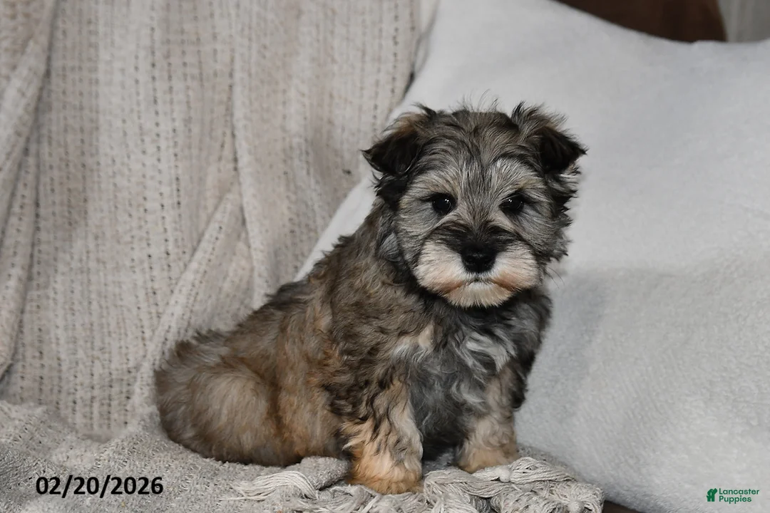 Miniature Schnauzer dogs for sale: Rover - Ad 3