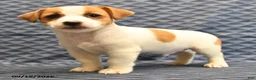 Jack Russell Terrier dogs for sale: Rex - Ad 5