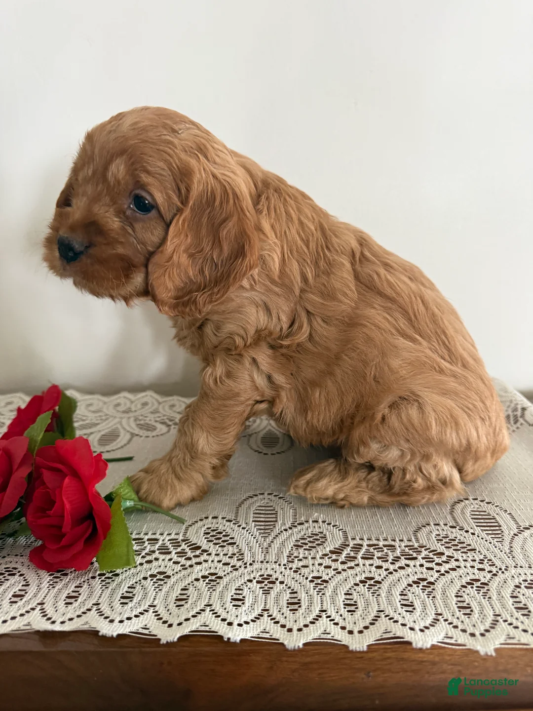 Cockapoo dogs for sale: Cockapoo Puppy 4 - Ad 2