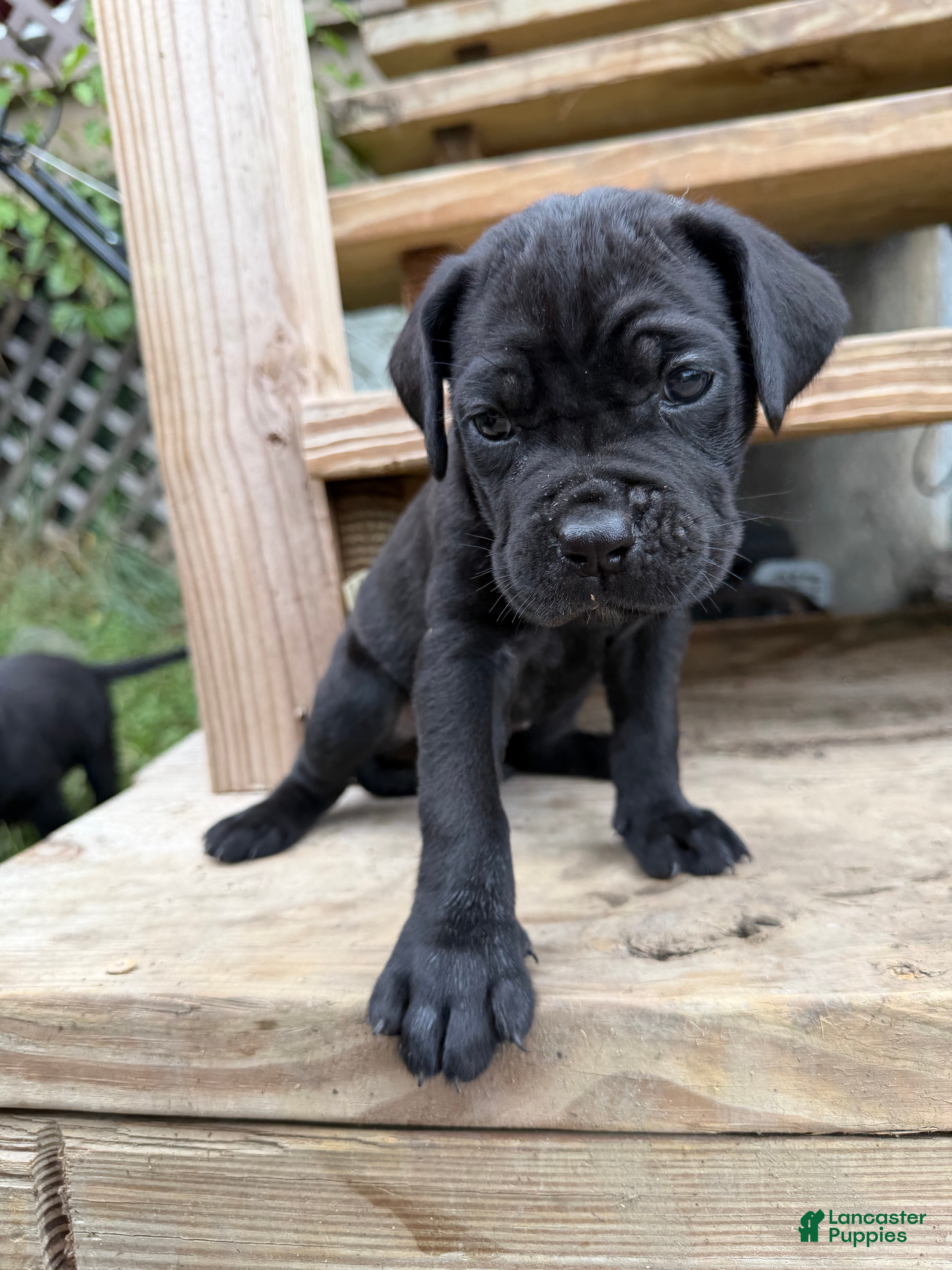 Cane Corso dogs Girl 5 - Ad 1