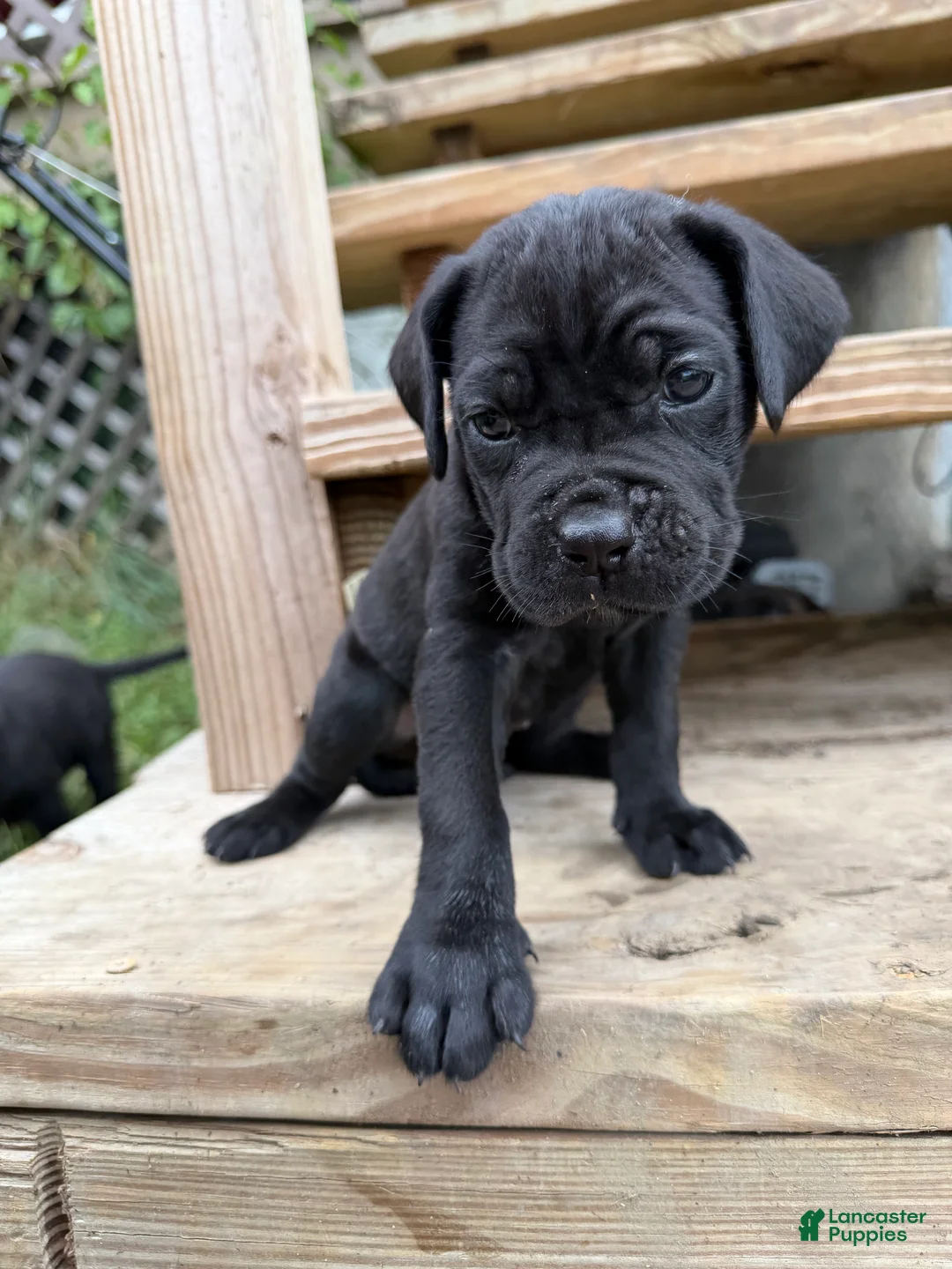 Cane Corso dogs for sale: Boy 4 - Ad 17