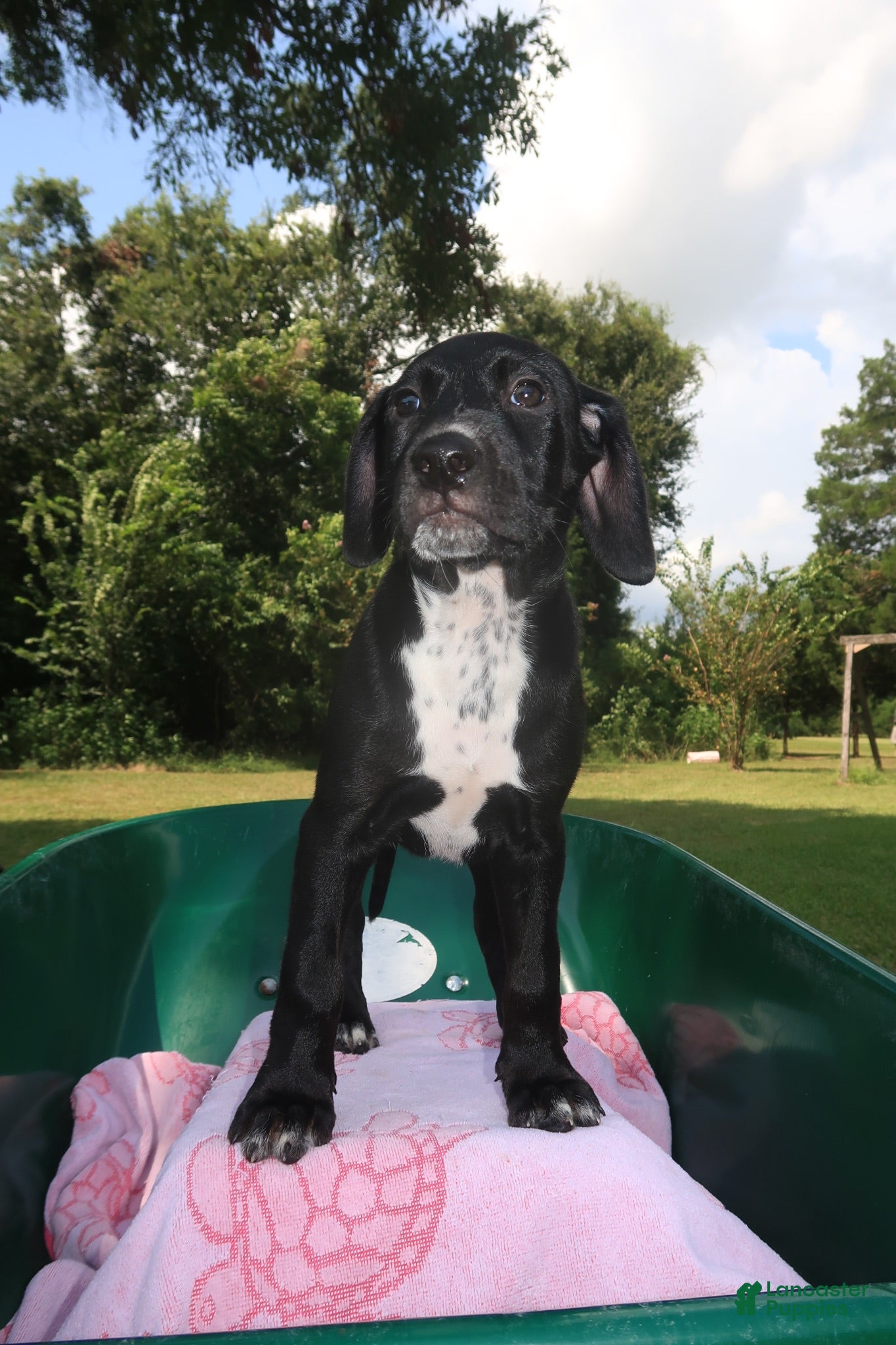 Mixed Breed dogs Kenzie - Ad 1