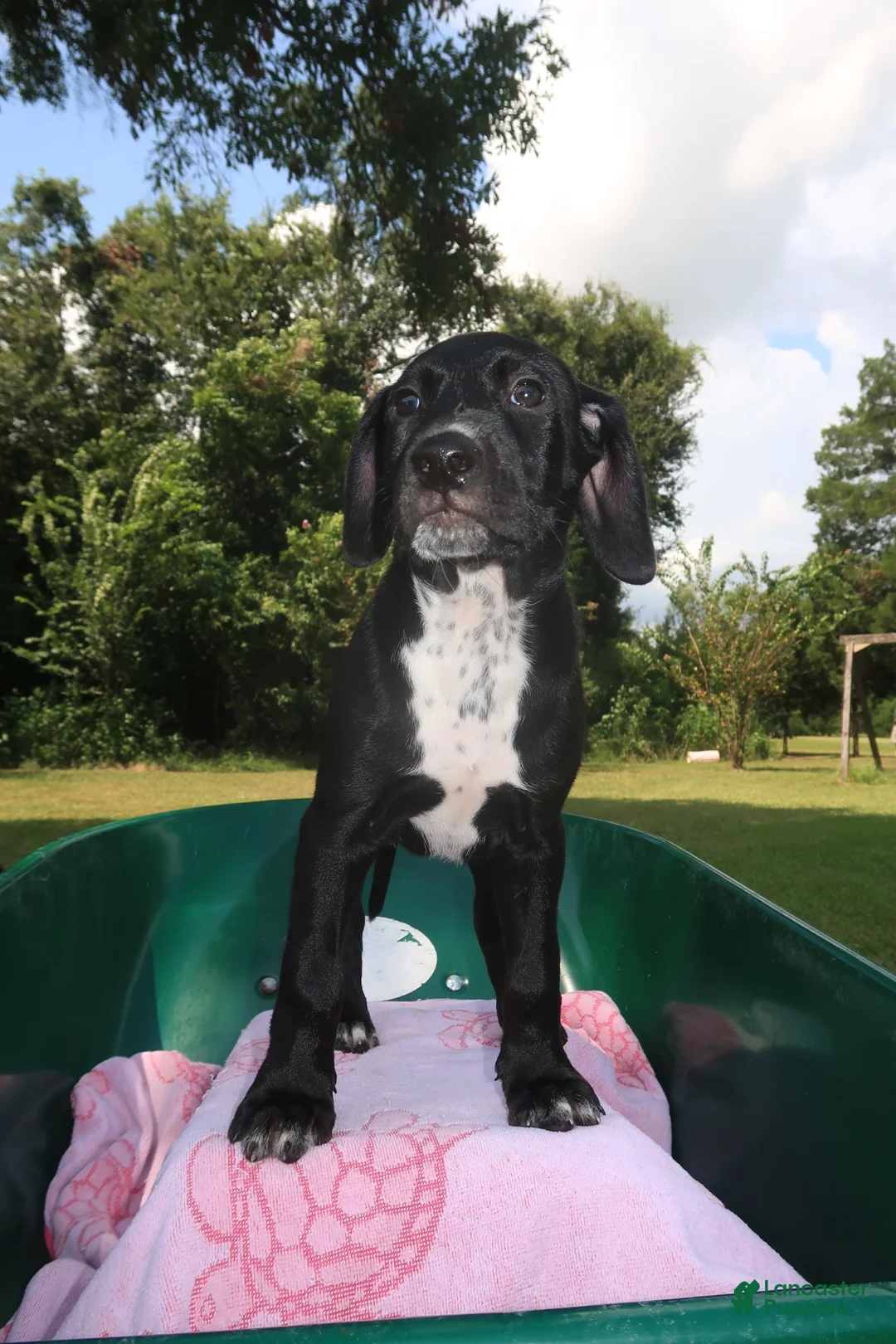 Mixed Breed dogs for sale: Kenzie - Ad 1