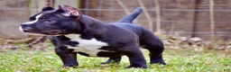 American Bully dogs for sale: Pepe - Ad 16
