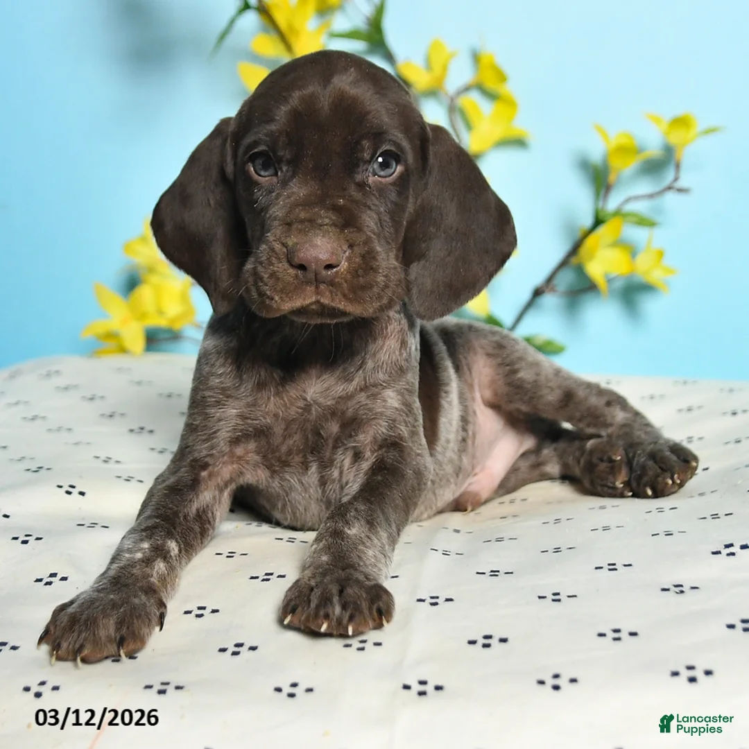 German Shorthaired Pointer dogs for sale: Toby - Ad 2