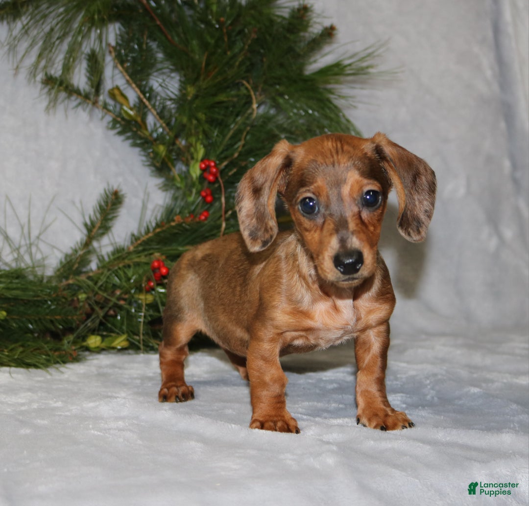 Miniature Dachshund dogs for sale: Coco - Ad 4