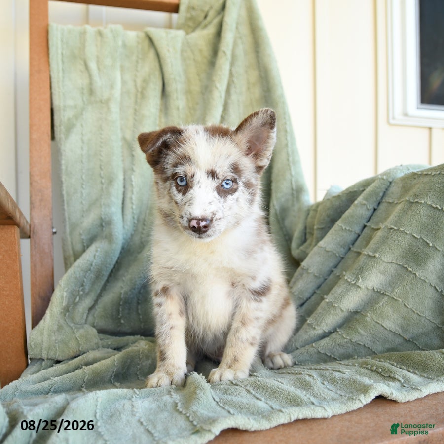Pomsky dogs Bubba - Ad 2