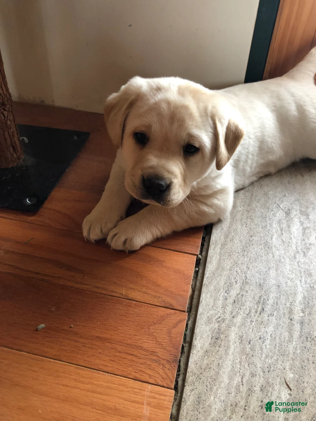 Labrador Retriever dogs for sale: Marley - Ad 4