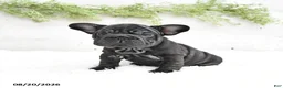 French Bulldog dogs for sale: Macy - Ad 1