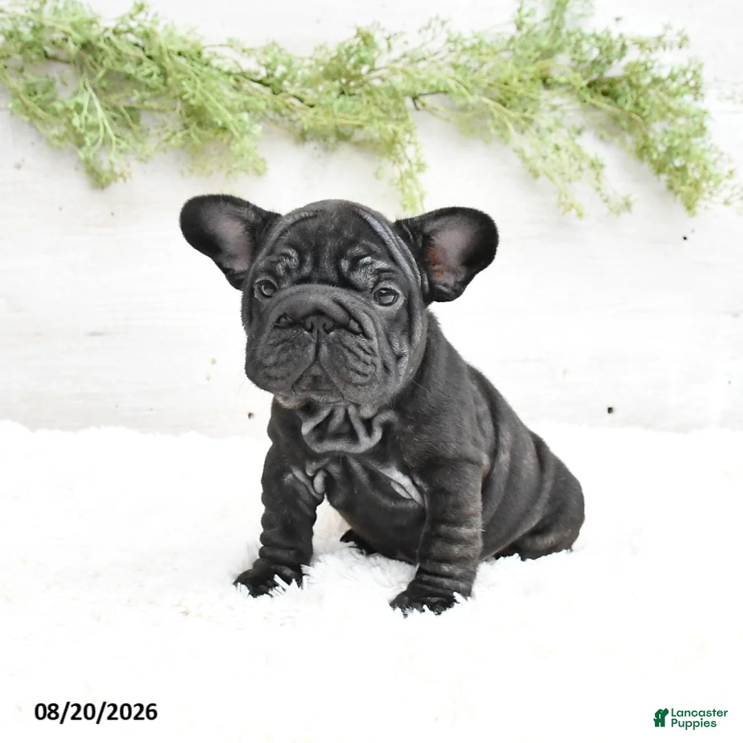 French Bulldog dogs for sale: Macy - Ad 1