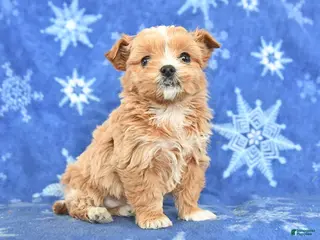 Maltipoo dogs for sale: Griffin - Ad 4