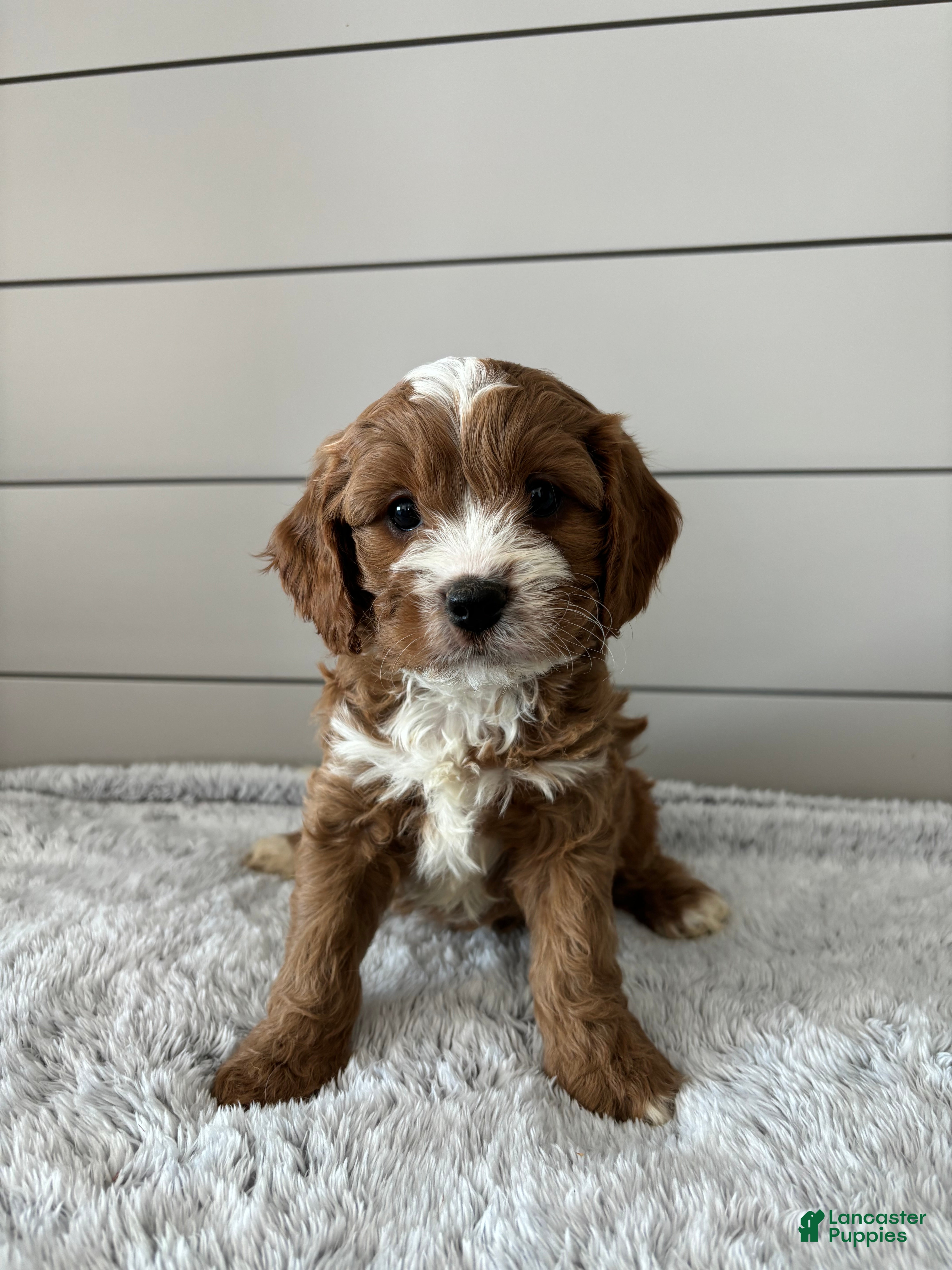 Cavapoo dogs Oliver  - Ad 38