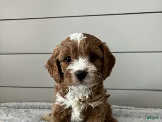 Cavapoo dogs Oliver - Ad 38