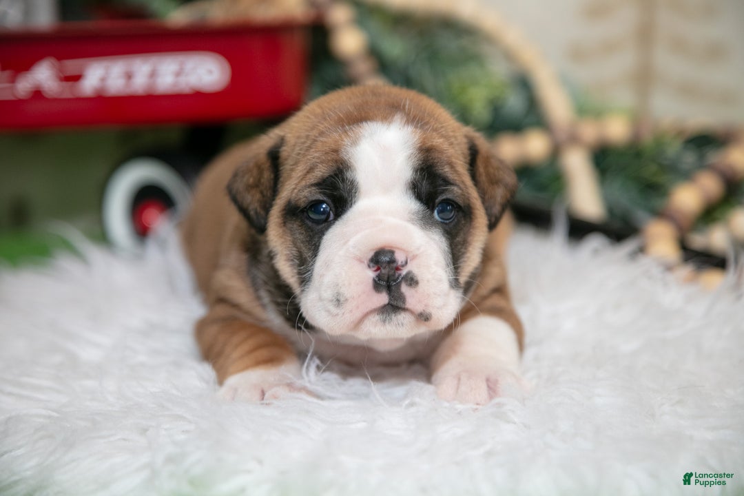 Mixed Breed dogs for sale: Clairy - Ad 2