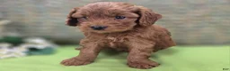 Cockapoo dogs for sale: Milan - Ad 15