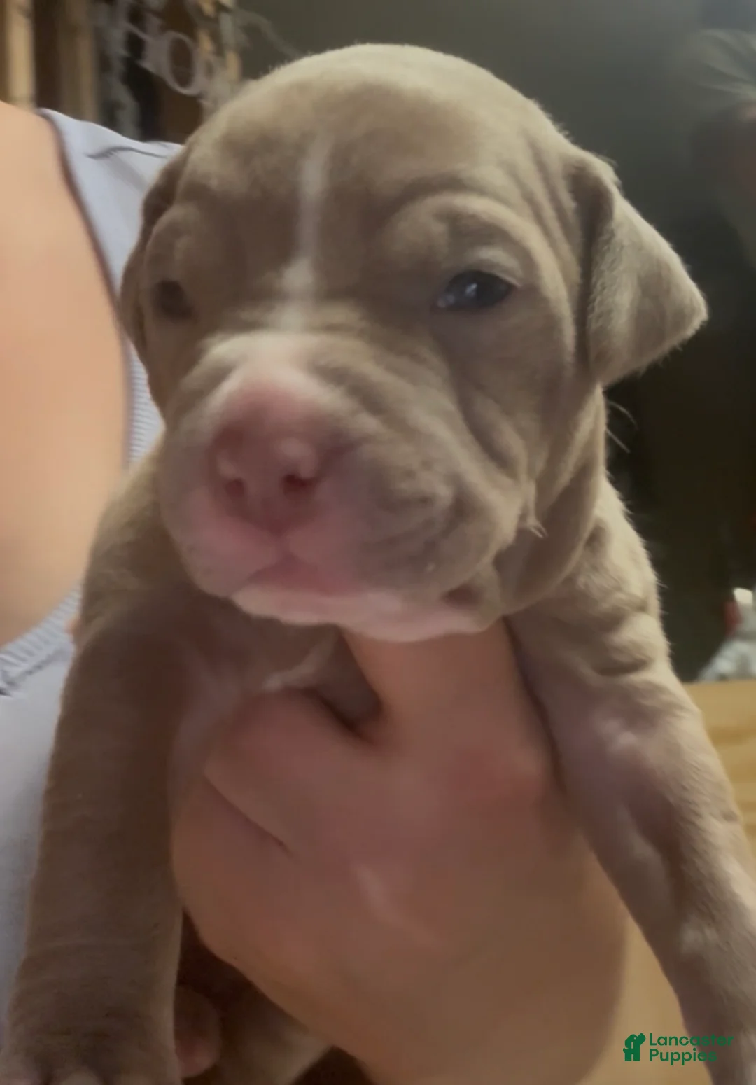 American Pit Bull Terrier dogs for sale: Cali - Ad 2