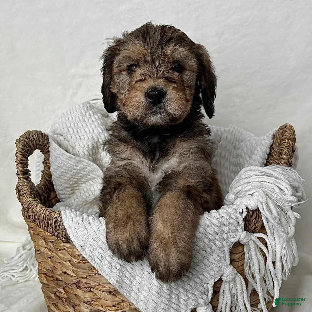 Bernedoodle dogs for sale: Sam - Ad 1