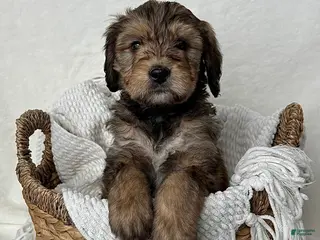 Bernedoodle dogs Sam - Ad 4