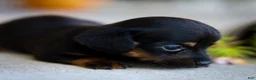Miniature Dachshund dogs for sale: Hopper Miniature Dachshund  - Ad 6