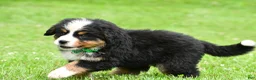 Bernese Mountain Dog dogs for sale: Nellie - Ad 3