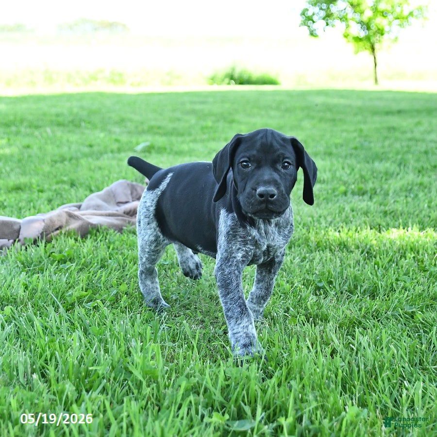 German Shorthaired Pointer dogs Rascal - Ad 2
