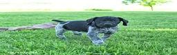 German Shorthaired Pointer dogs for sale: Rascal - Ad 2