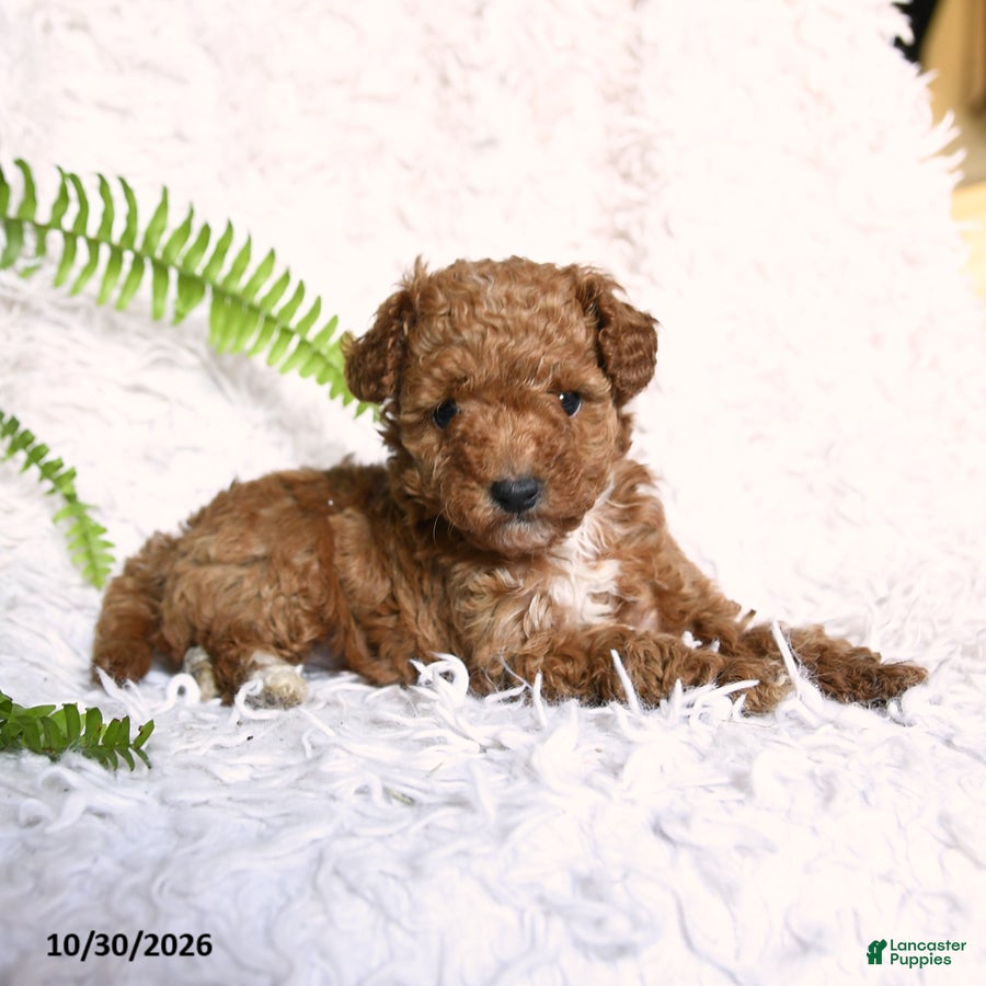 Toy Poodle dogs for sale: Paprika - Ad 1