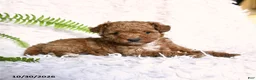 Toy Poodle dogs for sale: Paprika - Ad 1