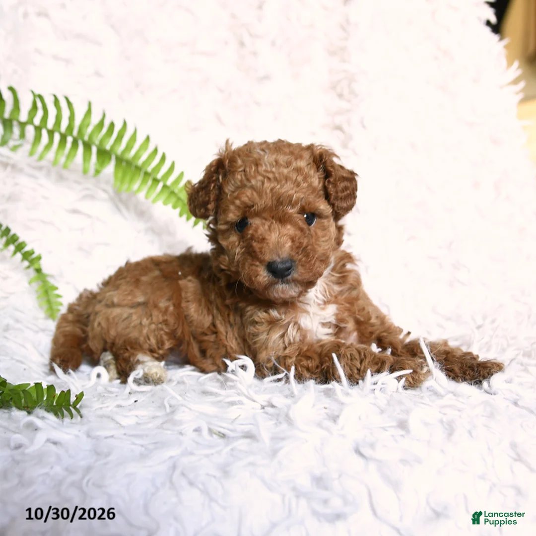 Toy Poodle dogs for sale: Paprika - Ad 1