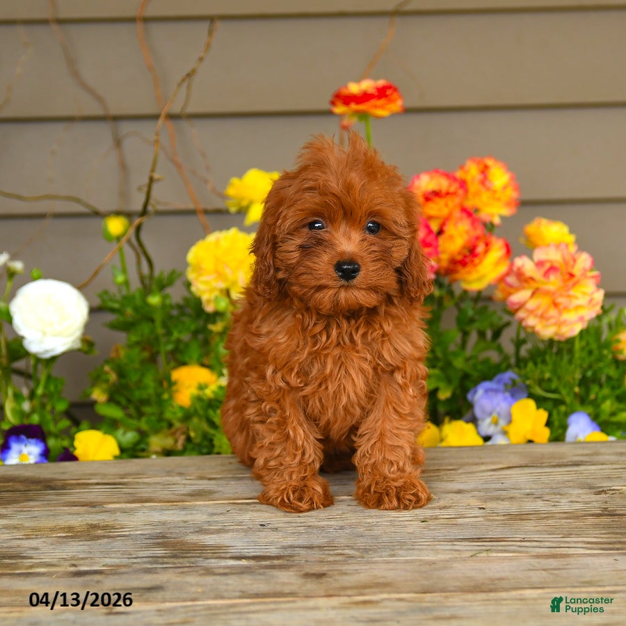 Cavapoo dogs Autumn - Ad 2