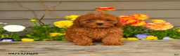 Cavapoo dogs for sale: Autumn - Ad 2