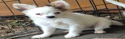 Chihuahua dogs for sale: Chihuahua 1 - Ad 2