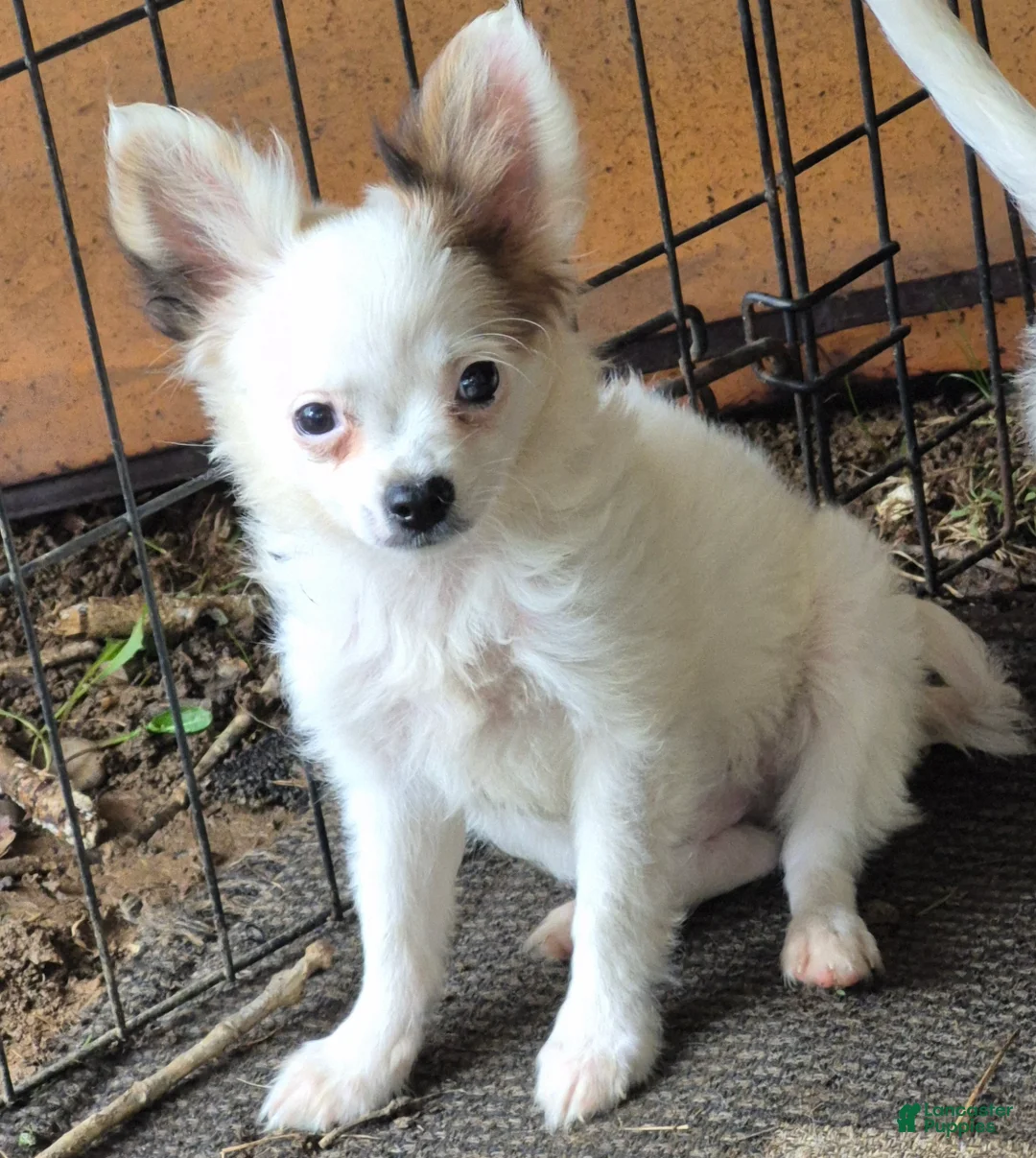 Chihuahua dogs for sale: Chihuahua 1 - Ad 2