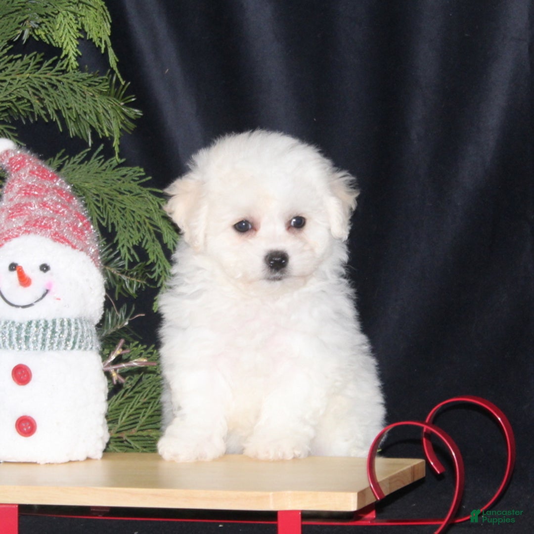 Bichon Frise dogs for sale: Lady - Ad 3