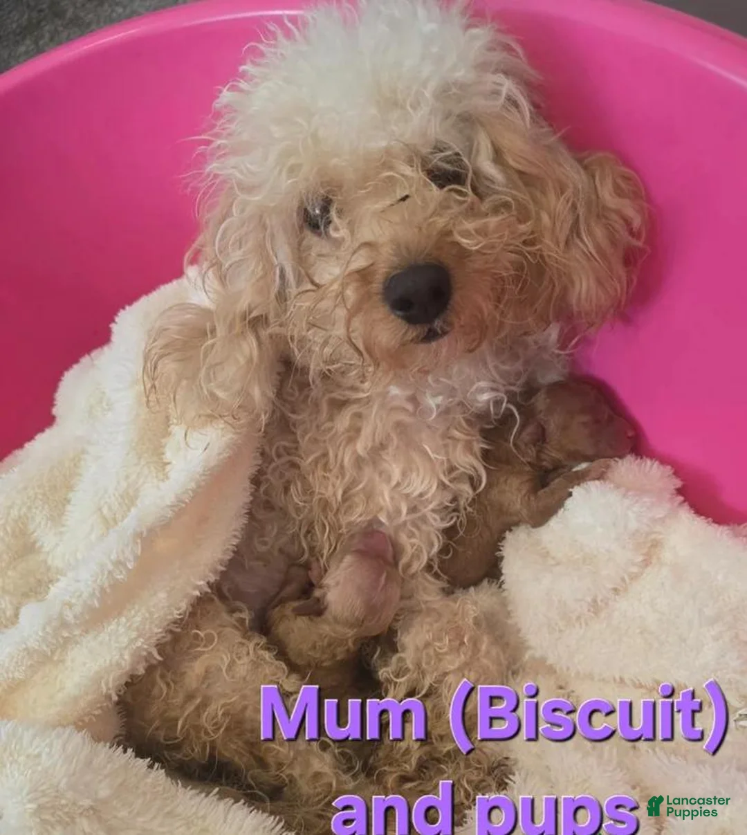 Maltipoo dogs for sale: Dalia - Ad 2