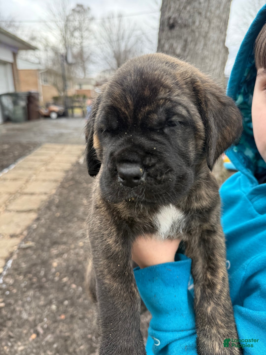 English Mastiff dogs for sale: English Mastiff Puppy “Yellow” - Ad 2